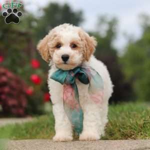 Leo, Bich-Poo Puppy