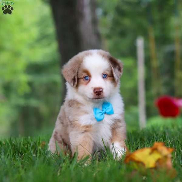 Leo, Miniature Australian Shepherd Puppy