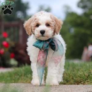 Leo, Bich-Poo Puppy