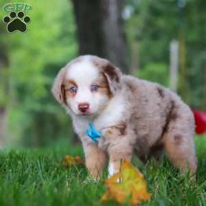 Leo, Miniature Australian Shepherd Puppy