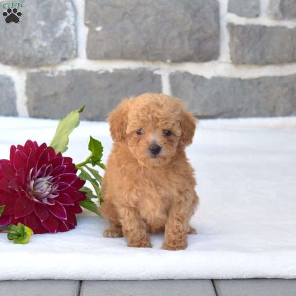 Leo, Toy Poodle Puppy