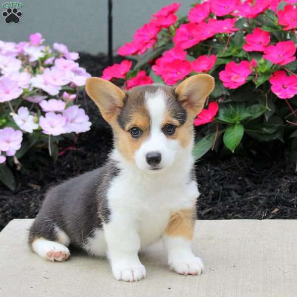 Leo, Pembroke Welsh Corgi Puppy