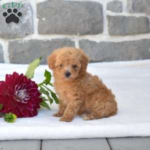 Leo, Toy Poodle Puppy