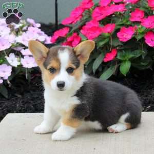 Leo, Pembroke Welsh Corgi Puppy