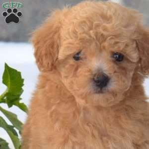 Leo, Toy Poodle Puppy