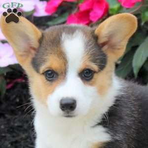 Leo, Pembroke Welsh Corgi Puppy
