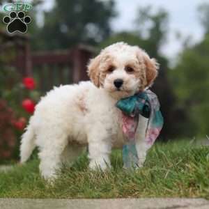 Leo, Bich-Poo Puppy