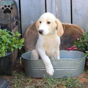 Leo, Great Pyrenees Mix Puppy