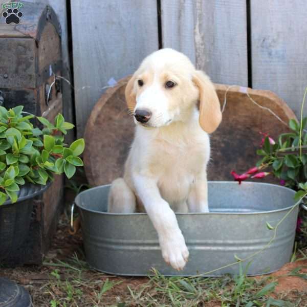 Leo, Great Pyrenees Mix Puppy
