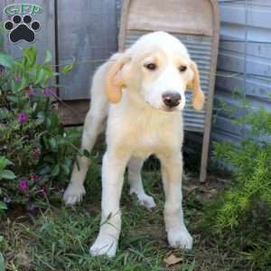 Leo, Great Pyrenees Mix Puppy
