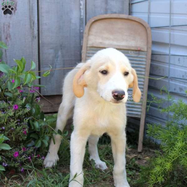Leo, Great Pyrenees Mix Puppy