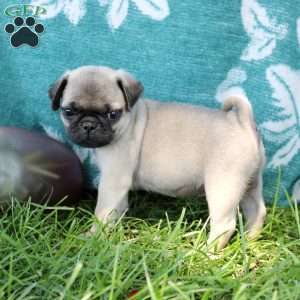 Leo, Pug Puppy