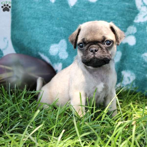 Leo, Pug Puppy