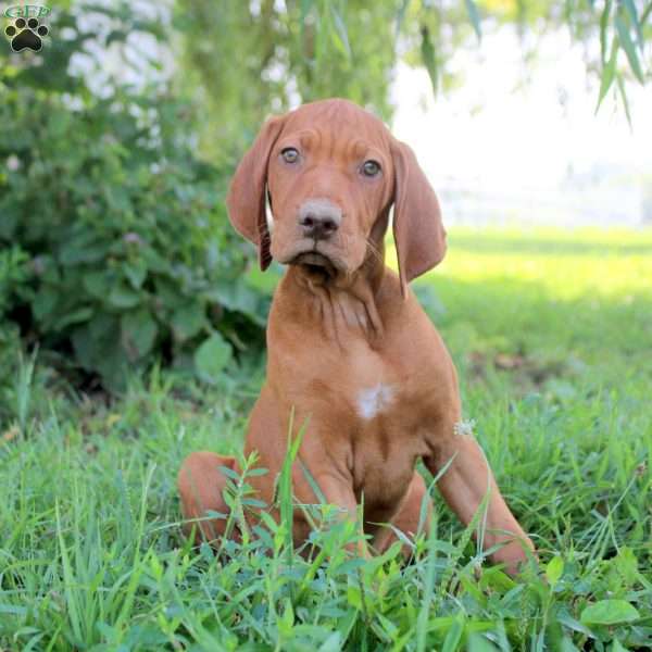 Leon, Vizsla Puppy