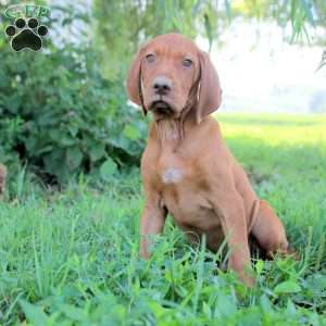 Leon, Vizsla Puppy