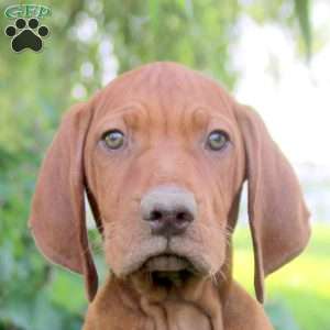 Leon, Vizsla Puppy