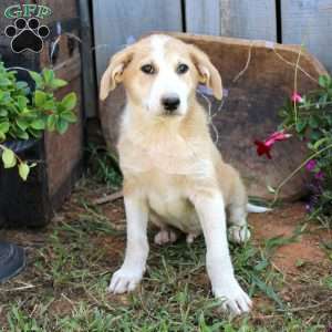 Lester, Great Pyrenees Mix Puppy