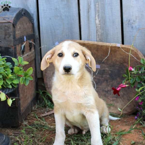 Lester, Great Pyrenees Mix Puppy