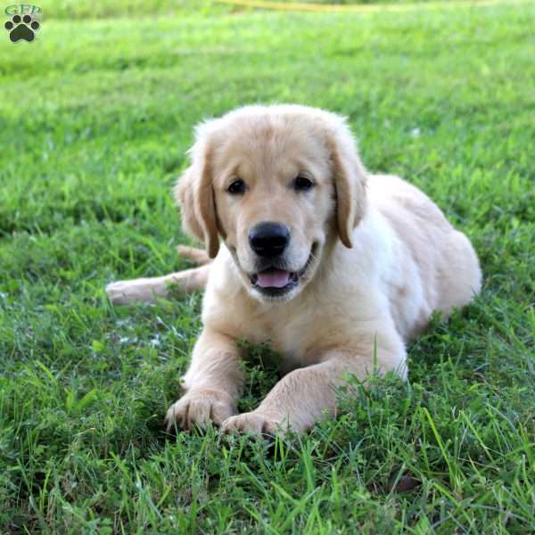 Levi, Golden Retriever Puppy