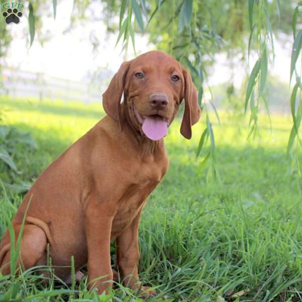 Lewis, Vizsla Puppy