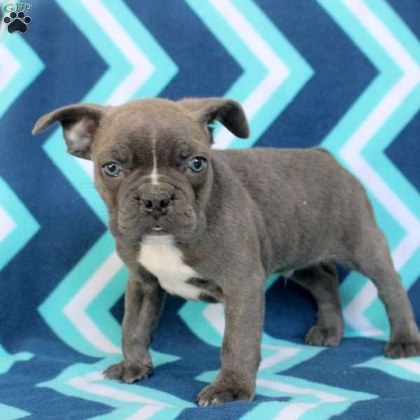 Lewis, Frenchton Puppy
