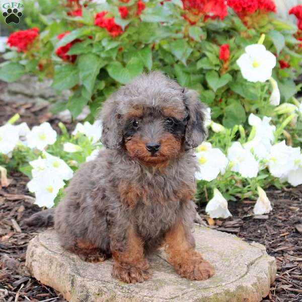 Lewis, Miniature Poodle Puppy
