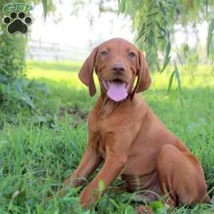 Lewis, Vizsla Puppy