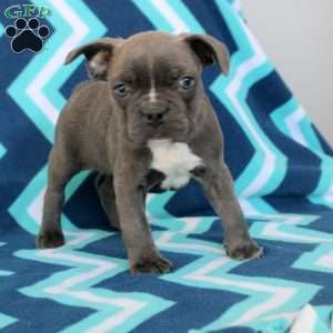 Lewis, Frenchton Puppy