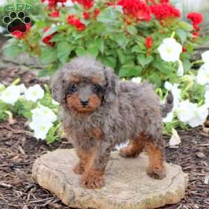 Lewis, Miniature Poodle Puppy