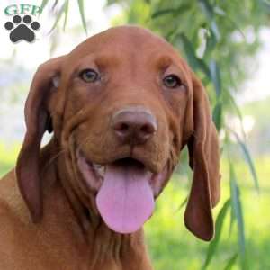 Lewis, Vizsla Puppy