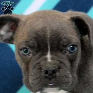 Lewis, Frenchton Puppy