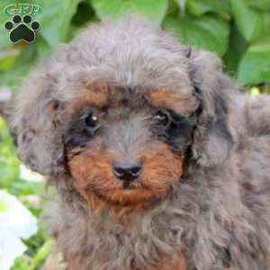 Lewis, Miniature Poodle Puppy