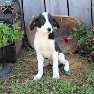 Lexi, Great Pyrenees Mix Puppy
