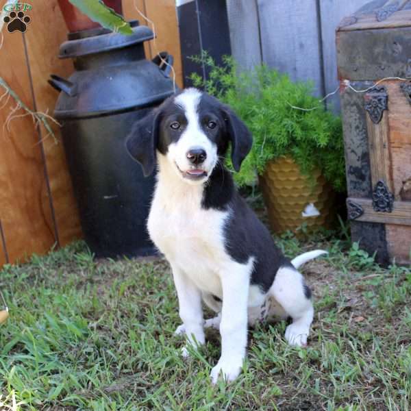 Lexi, Great Pyrenees Mix Puppy