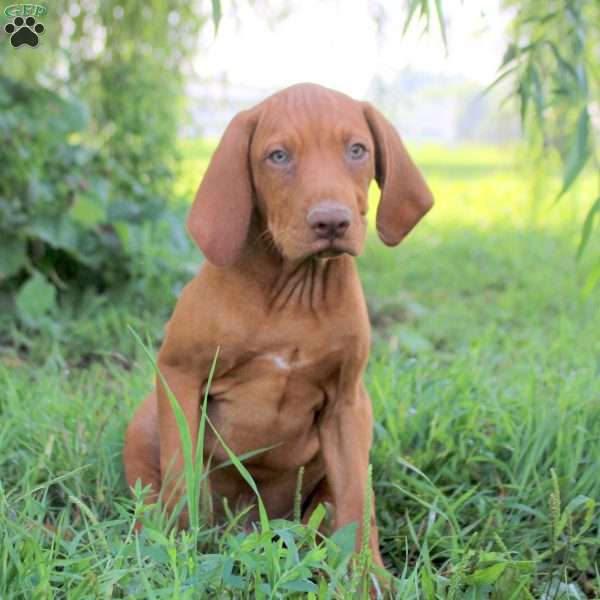 Liam, Vizsla Puppy