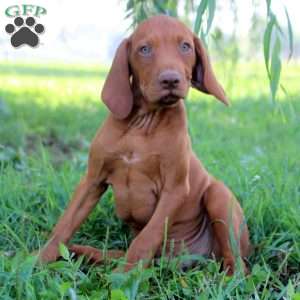 Liam, Vizsla Puppy