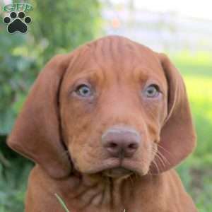 Liam, Vizsla Puppy