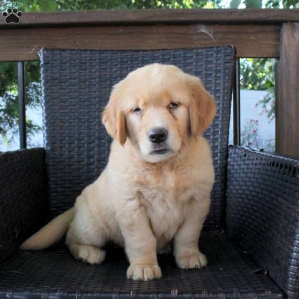 Liberty, Golden Retriever Puppy