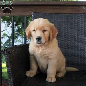 Liberty, Golden Retriever Puppy
