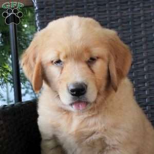 Liberty, Golden Retriever Puppy