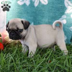 Liberty, Pug Puppy