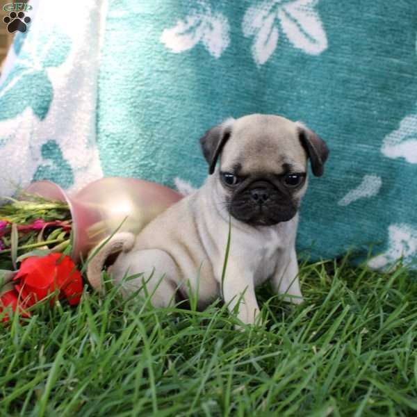 Liberty, Pug Puppy