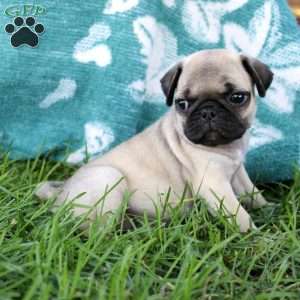 Liberty, Pug Puppy