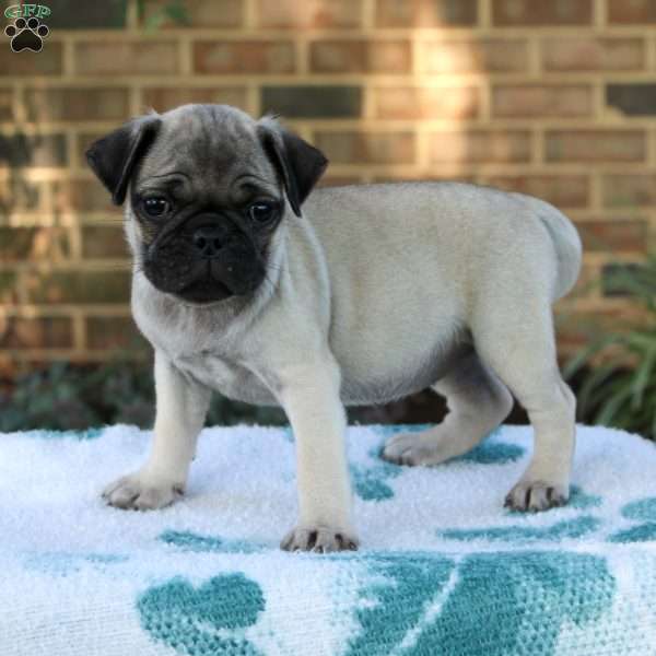 Lila, Pug Puppy