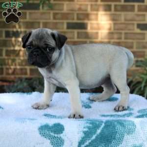 Lila, Pug Puppy