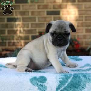 Lila, Pug Puppy