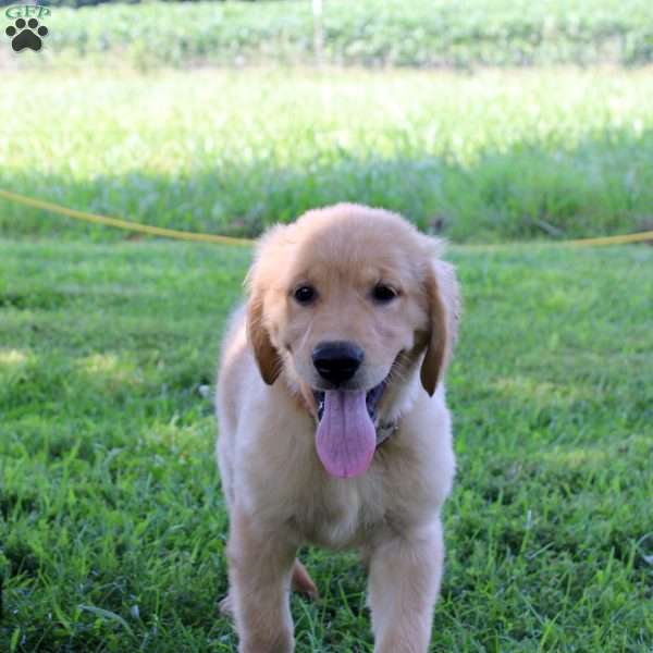 Leila, Golden Retriever Puppy