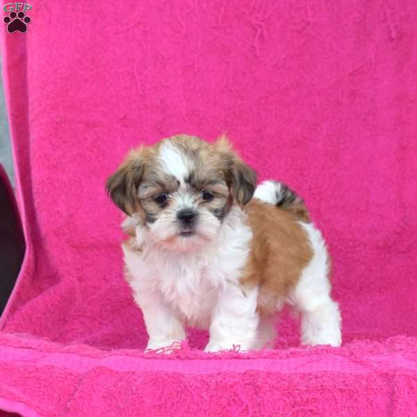 Lily, Shih Tzu Puppy