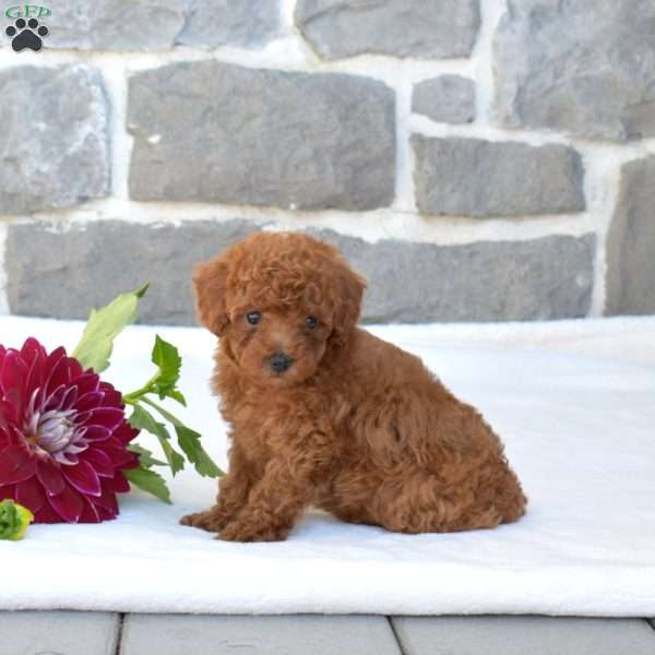 Lily, Toy Poodle Puppy