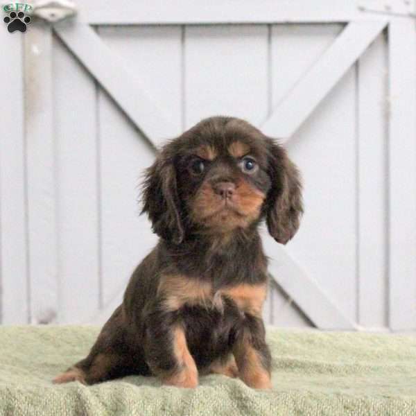Lily, Cavalier King Charles Spaniel Puppy